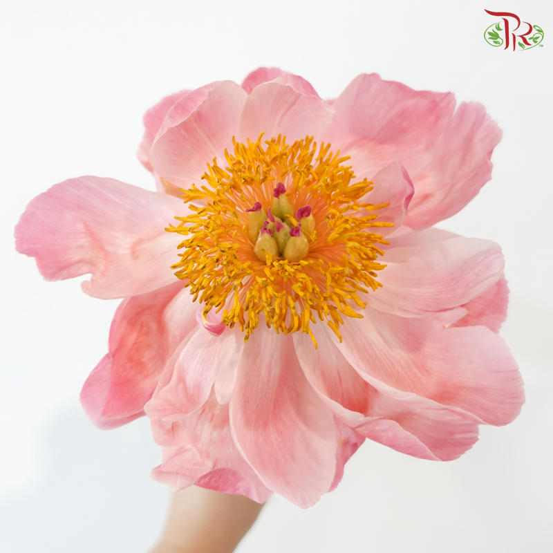 Peony - Coral Charm (2 Stems) *Small Bud ****FRAGILE