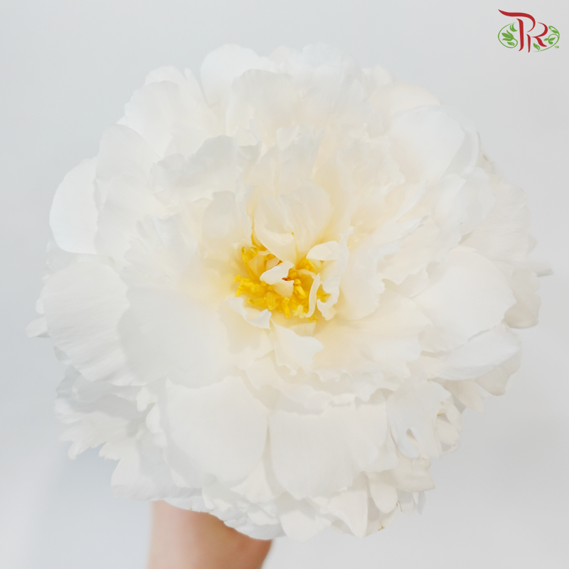 Peony -Bridal Shower  ***FRAGILE (2 Stems)***(Small / Medium Head)