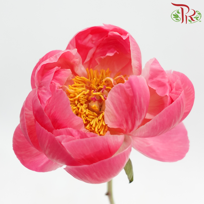 Peony - Coral Charm (2 Stems) *Small Bud ****FRAGILE