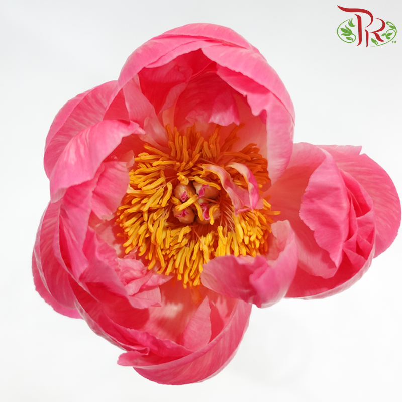 Peony - Coral Charm (2 Stems) *Small Bud ****FRAGILE