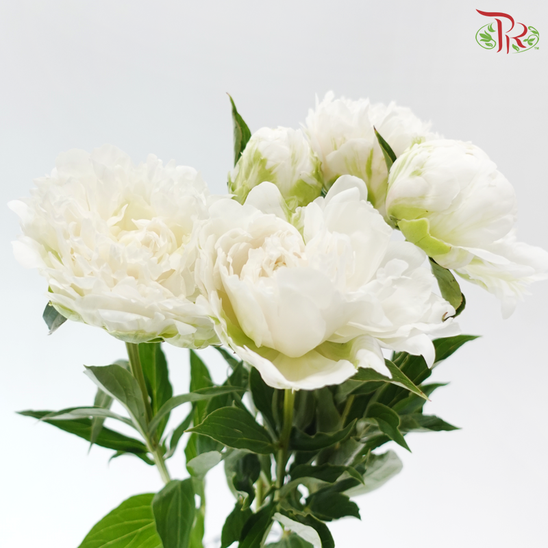 Peony - Shirayuki Hime (5 Stems) (Small / Medium Head) **Fragile**