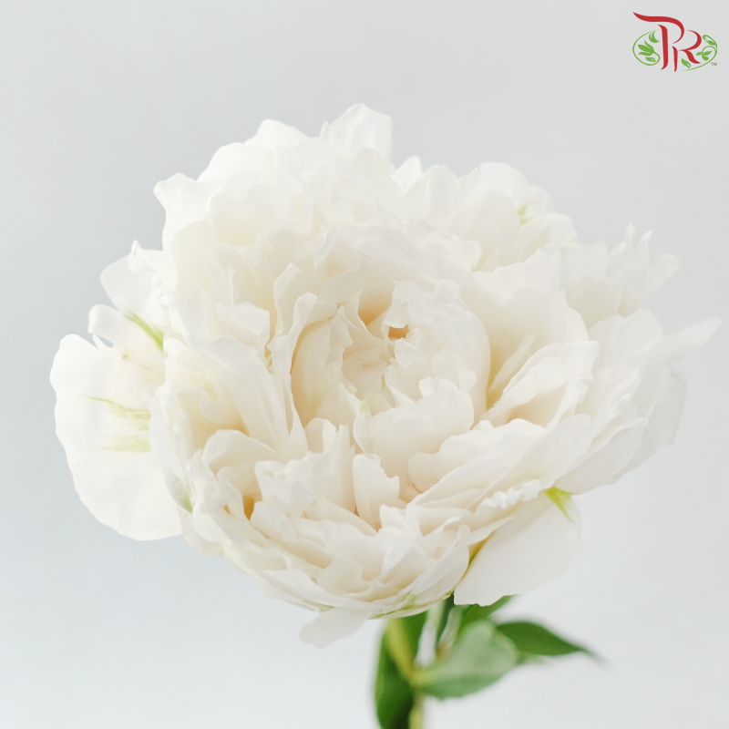 Peony - Shirayuki Hime (5 Stems) (Small / Medium Head) **Fragile**