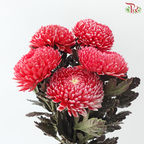 Peony Mum Dyed (Chrysanthemum) - Cardinal Red (5 Stems)
