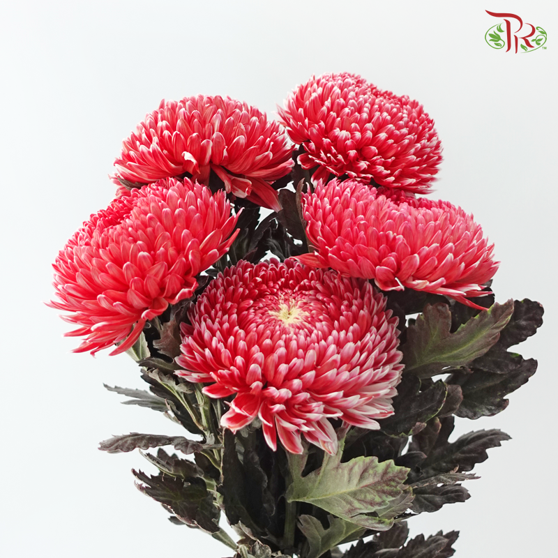 Peony Mum Dyed (Chrysanthemum) - Cardinal Red (5 Stems)