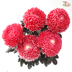 Peony Mum Dyed (Chrysanthemum) - Cardinal Red (5 Stems)