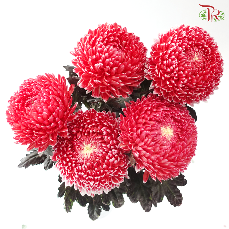 Peony Mum Dyed (Chrysanthemum) - Cardinal Red (5 Stems)