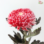 Peony Mum Dyed (Chrysanthemum) - Cardinal Red (5 Stems)