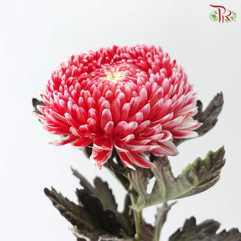 Peony Mum Dyed (Chrysanthemum) - Cardinal Red (5 Stems)