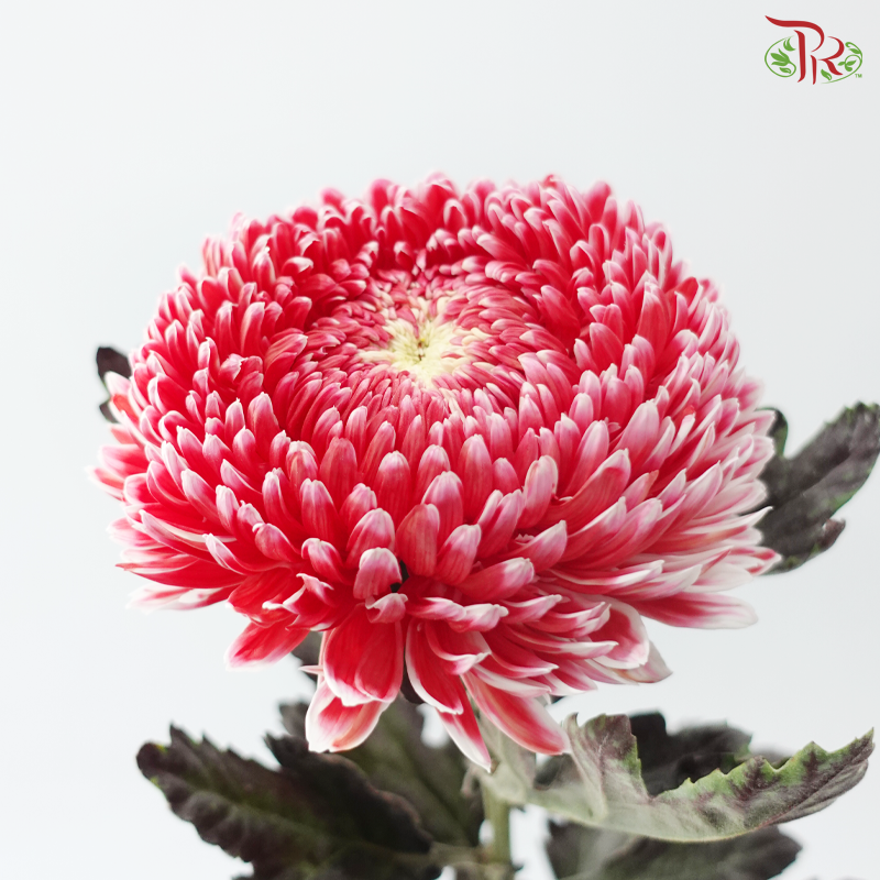 Peony Mum Dyed (Chrysanthemum) - Cardinal Red (5 Stems)
