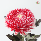 Peony Mum Dyed (Chrysanthemum) - Cardinal Red (5 Stems)