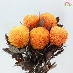 Peony Mum Dyed (Chrysanthemum) - Orange 43TY (5 Stems)