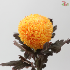 Peony Mum Dyed (Chrysanthemum) - Orange 43TY (5 Stems)