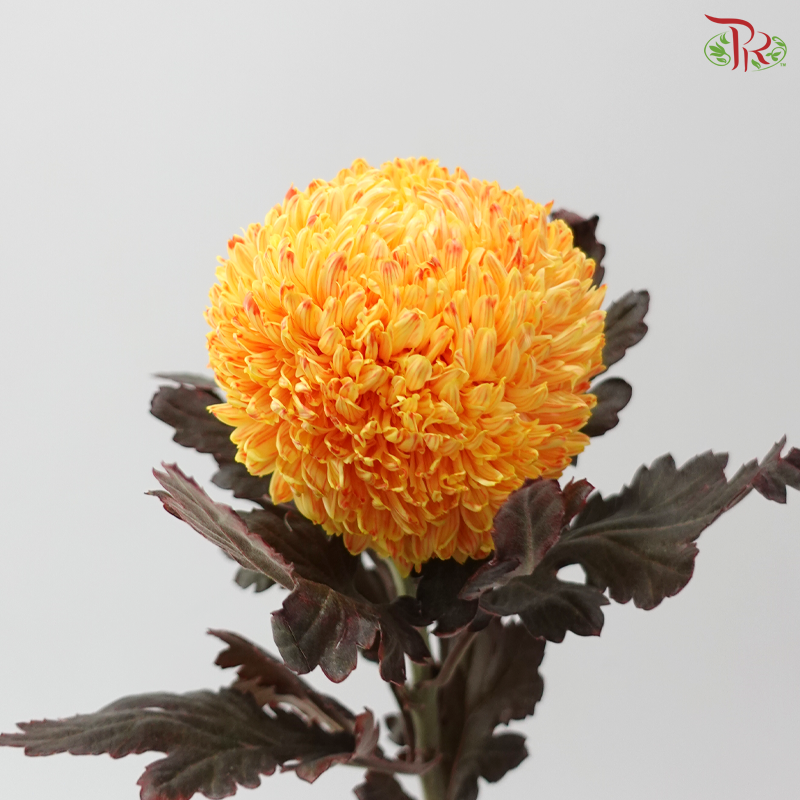 Peony Mum Dyed (Chrysanthemum) - Orange 43TY (5 Stems)