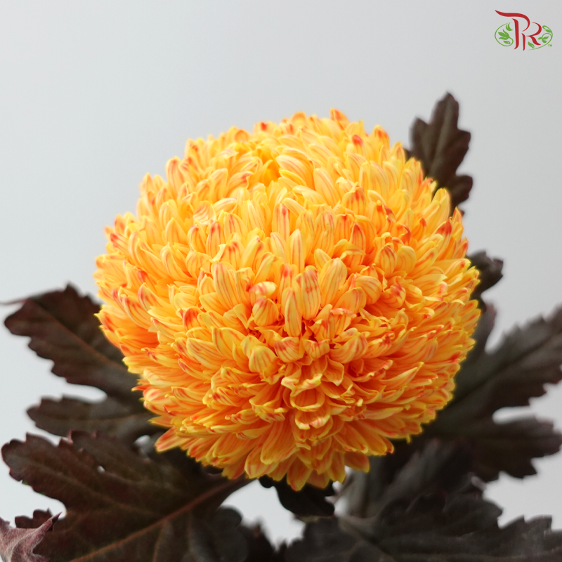 Peony Mum Dyed (Chrysanthemum) - Orange 43TY (5 Stems)