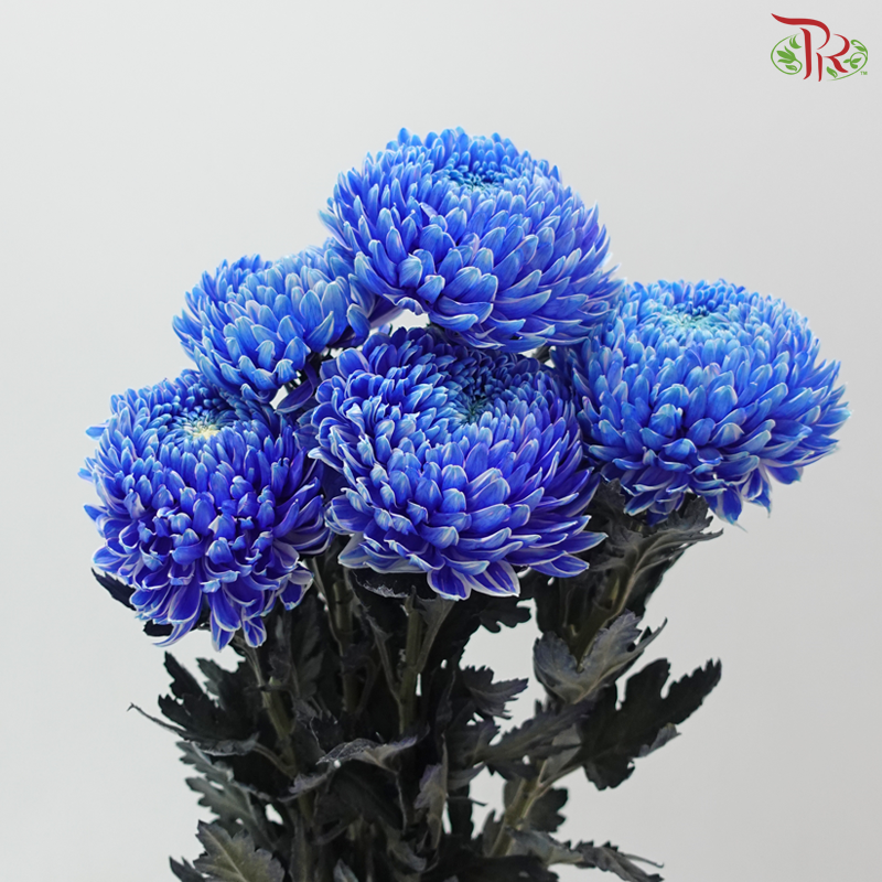 Peony Mum Dyed (Chrysanthemum) - Blue (5 Stems)