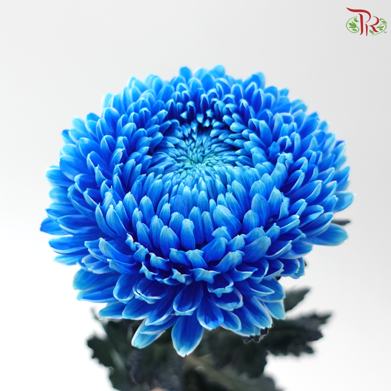 Peony Mum Dyed (Chrysanthemum) - B2 (5 Stems)