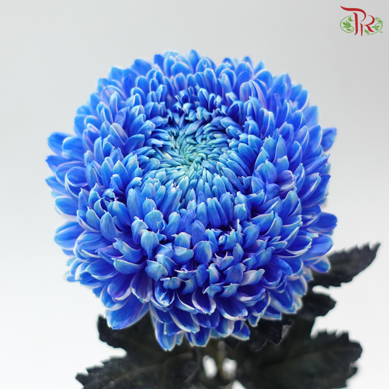 Peony Mum Dyed (Chrysanthemum) - Blue (5 Stems)