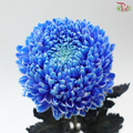 Peony Mum Dyed (Chrysanthemum) - Blue (5 Stems)