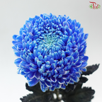 Peony Mum Dyed (Chrysanthemum) - Blue (5 Stems)