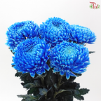 Peony Mum Dyed (Chrysanthemum) - B2 (5 Stems)