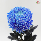 Peony Mum Dyed (Chrysanthemum) - Blue (5 Stems)