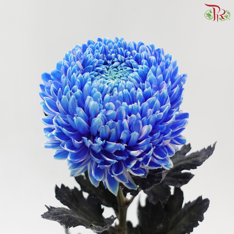 Peony Mum Dyed (Chrysanthemum) - Blue (5 Stems)