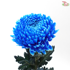 Peony Mum Dyed (Chrysanthemum) - B2 (5 Stems)