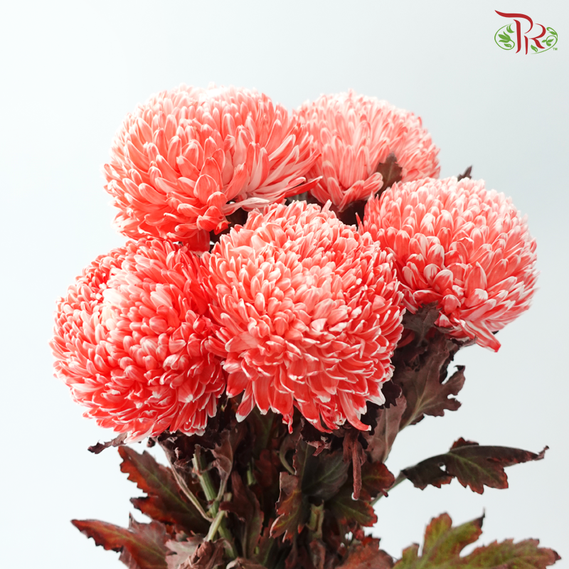Peony Mum Dyed (Chrysanthemum) - Crimson (5 Stems)