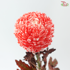 Peony Mum Dyed (Chrysanthemum) - Crimson (5 Stems)