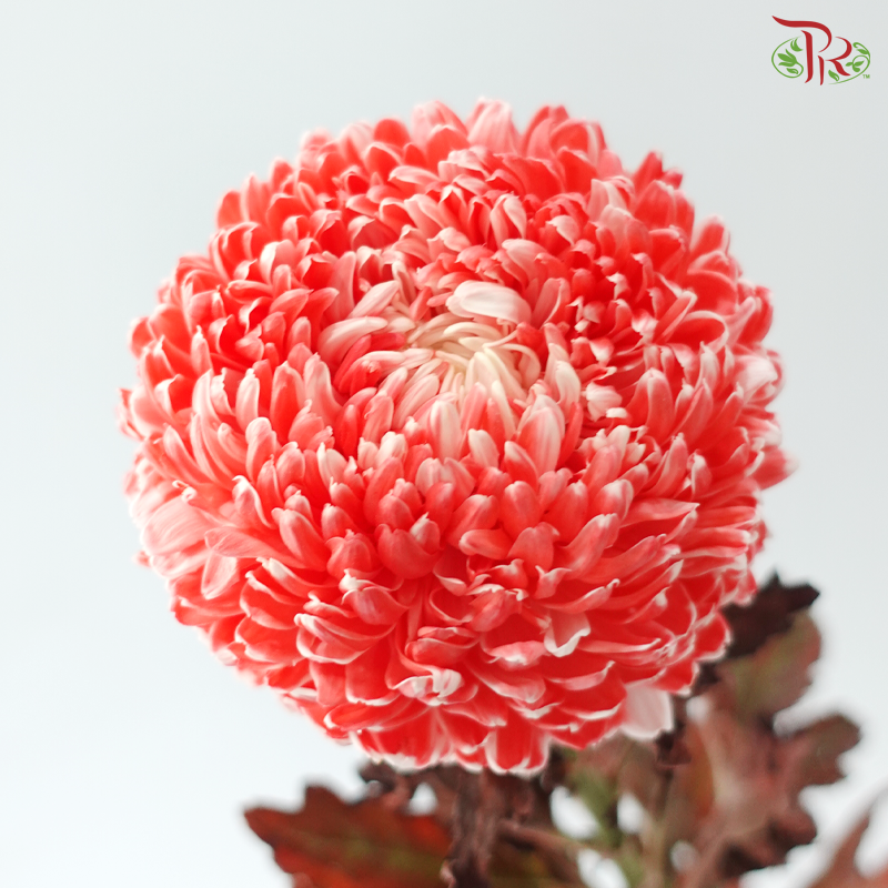 Peony Mum Dyed (Chrysanthemum) - Crimson (5 Stems)