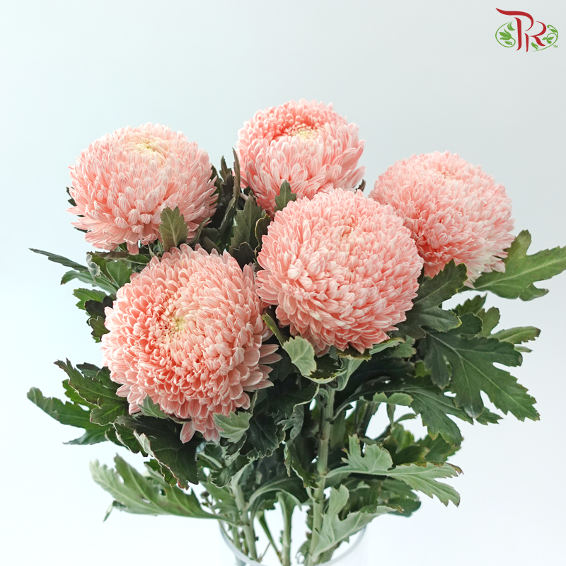 Peony Mum Dyed (Chrysanthemum) - Apricot Blush (5 Stems)