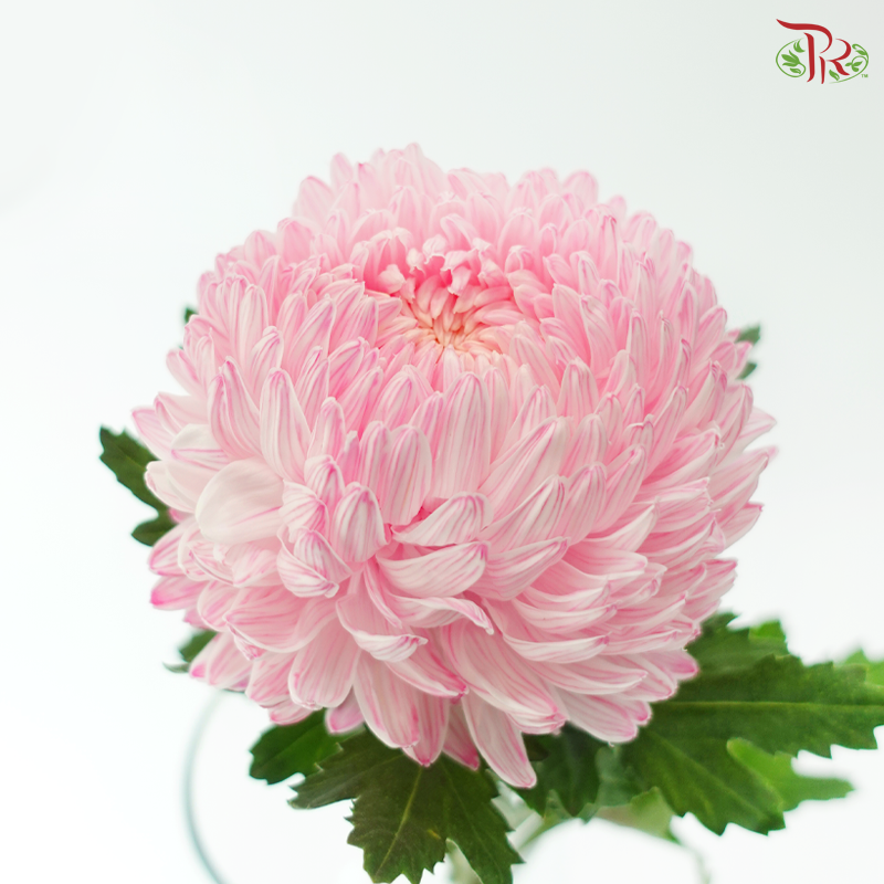 Peony Mum Dyed (Chrysanthemum) - Flamingo Pink (5 Stems)