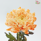 Peony Mum Dyed (Chrysanthemum) - Orange 43TY (5 Stems)