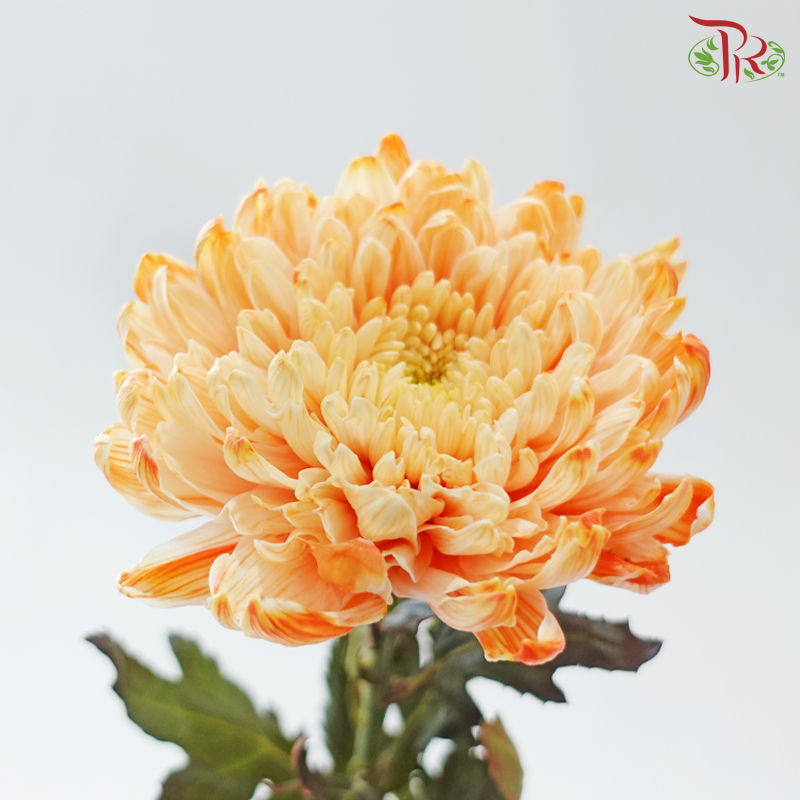 Peony Mum Dyed (Chrysanthemum) - Orange 43TY (5 Stems)