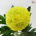 Peony Mum Dyed (Chrysanthemum) - Lime Green (5 Stems)