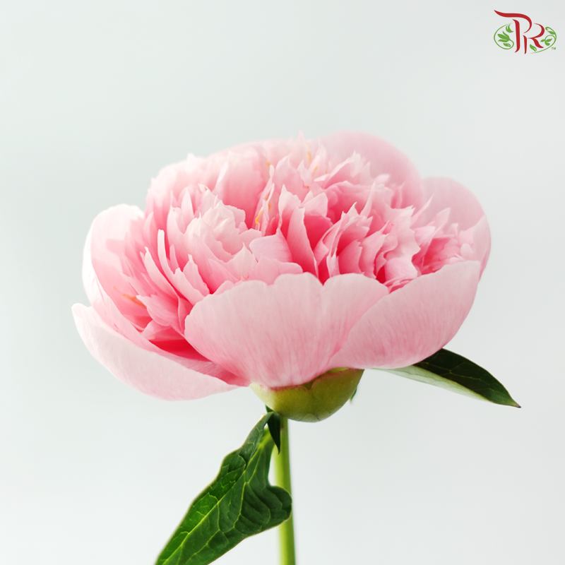 Peony - Etched Salmon (5 Stems)*Small / Medium Bud ****FRAGILE