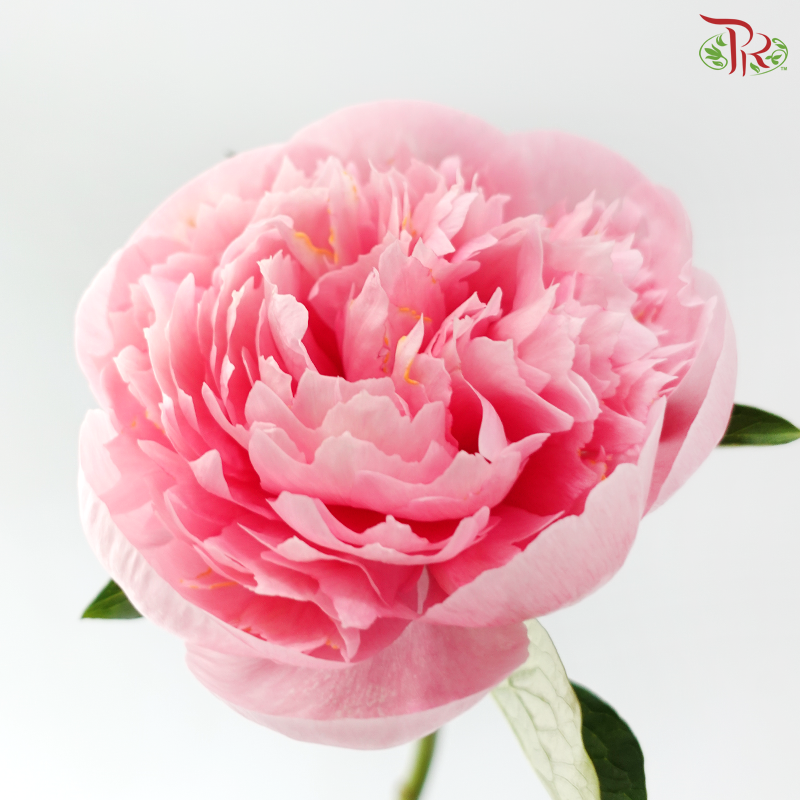 Peony - Etched Salmon (5 Stems)*Small / Medium Bud ****FRAGILE