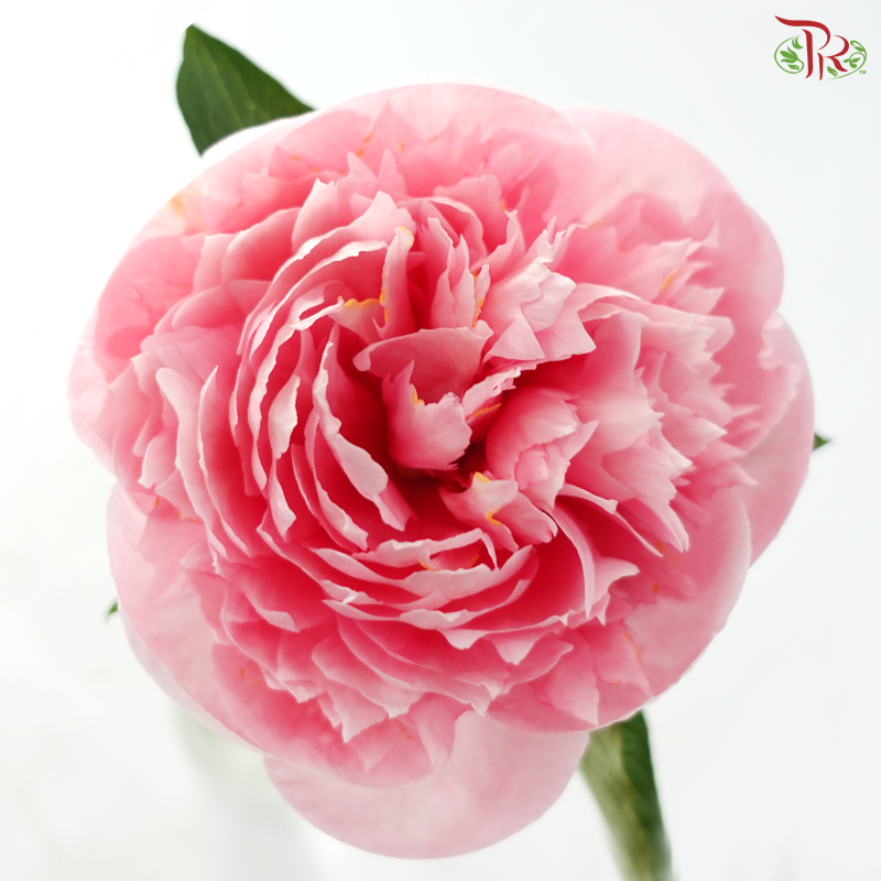 Peony - Etched Salmon (5 Stems)*Small / Medium Bud ****FRAGILE