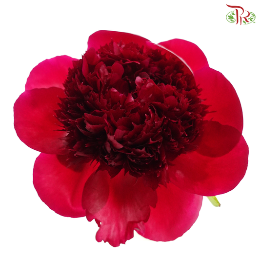 Peony - Red Charm ( 2 Stems )  ***Fragile (Small /Medium Size)
