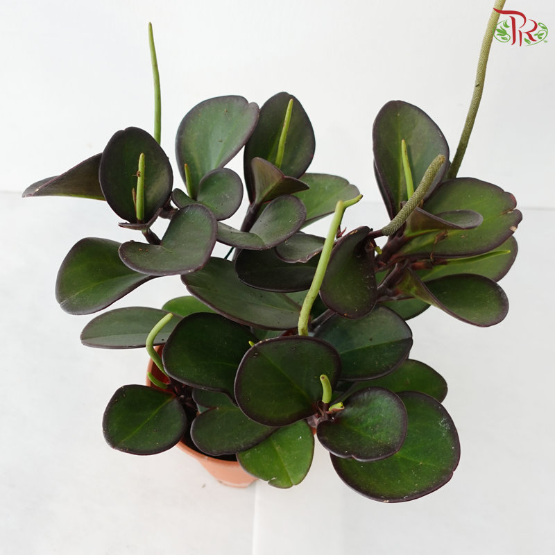 Peperomia Clusiifolia Red Margins P150《红边椒草》A03