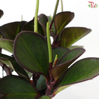 Peperomia Clusiifolia Red Margins P150《红边椒草》A03