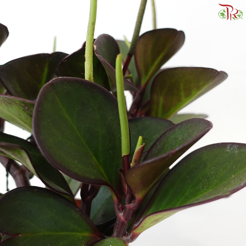 Peperomia Clusiifolia Red Margins P150《红边椒草》A03