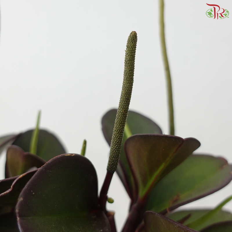 Peperomia Clusiifolia Red Margins P150《红边椒草》A03