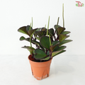 Peperomia Clusiifolia Red Margins P150《红边椒草》A03