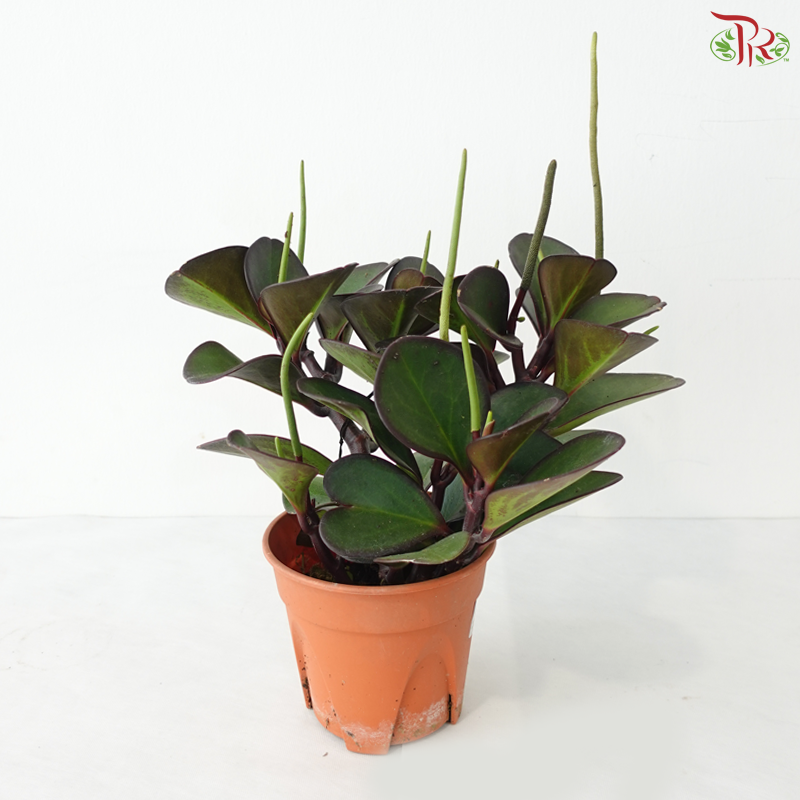 Peperomia Clusiifolia Red Margins P150《红边椒草》A03