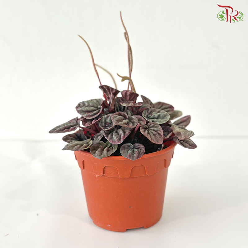 Peperomia Caperata Red P120 J01《红皱叶椒草》