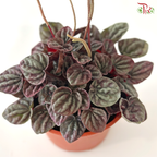 Peperomia Caperata Red P120 J01《红皱叶椒草》