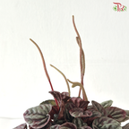 Peperomia Caperata Red P120 J01《红皱叶椒草》