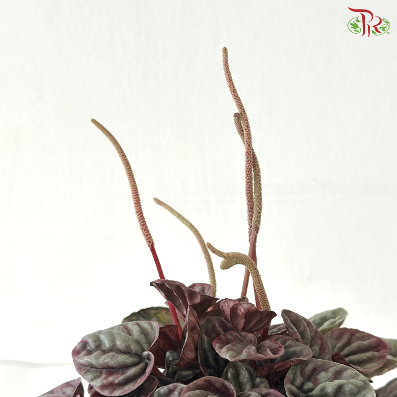 Peperomia Caperata Red P120 J01《红皱叶椒草》