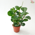 Peperomia Green (Obtusifolia) P120《圆叶椒草》